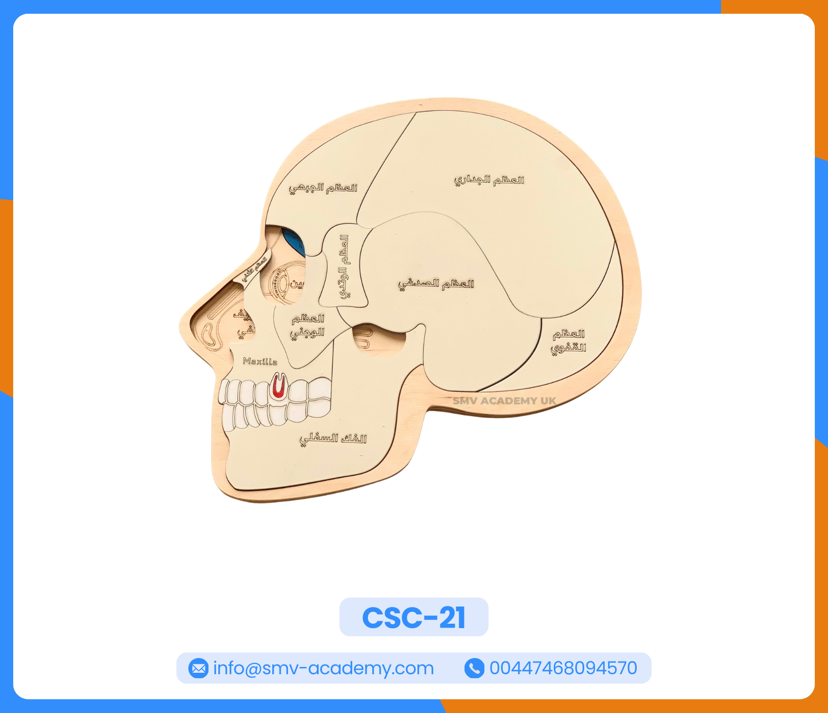 بازل طبقات الجمجمة ومخ الانسان